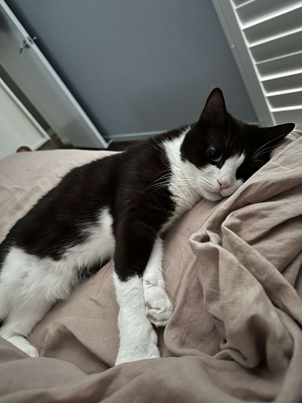 A black and white cat called Ali is stretched out on the side of a bed looking at the camera. The ends of her legs, stomach, chin and nose are white. The rest of her body is black.