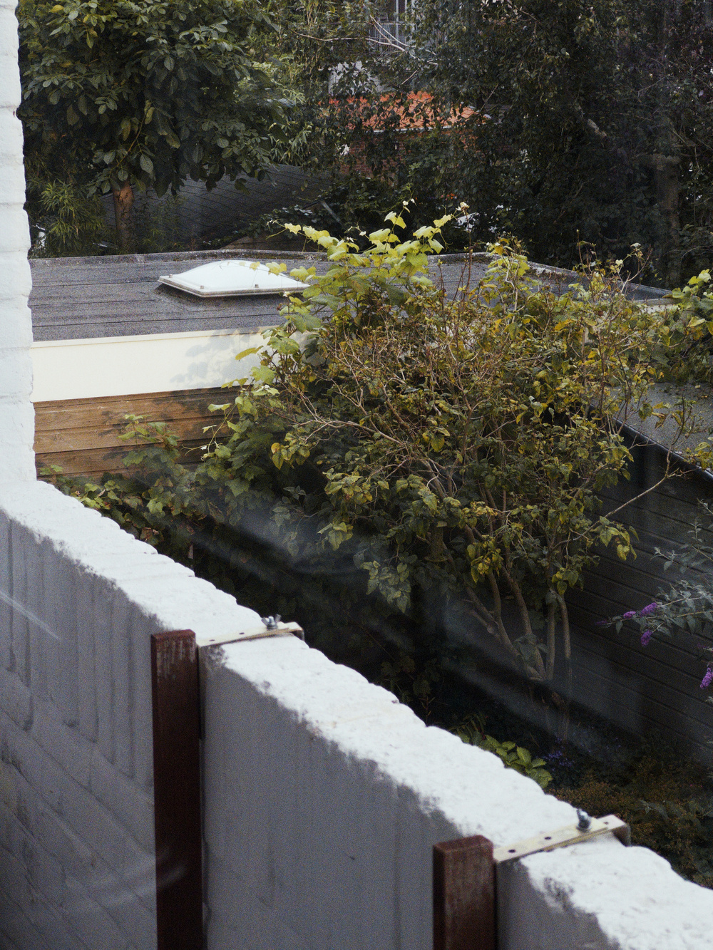 A garden with lush greenery and a white wall is visible through a window.