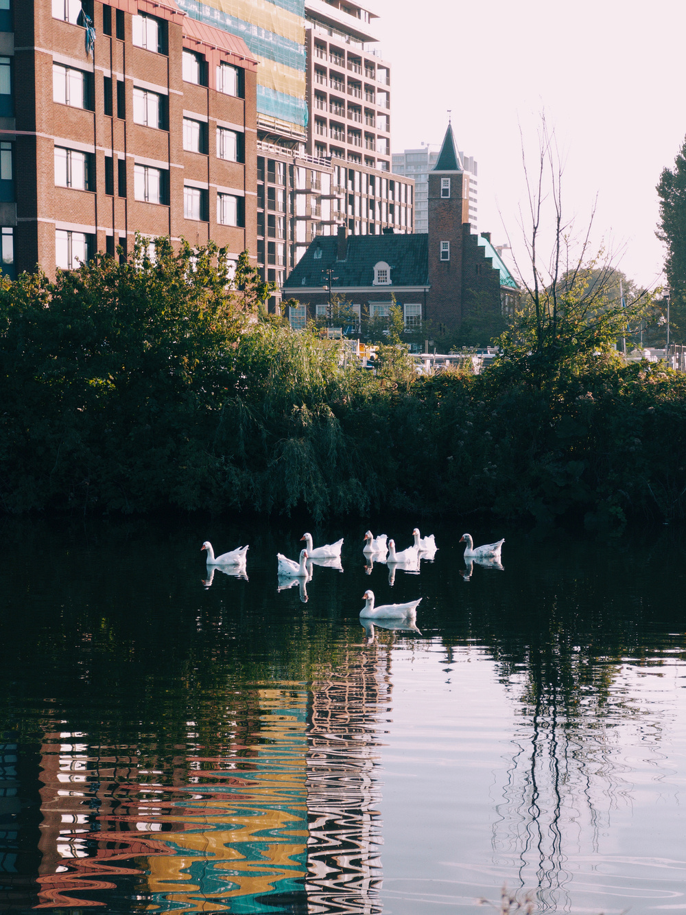 Auto-generated description: A group of white ducks is swimming in a pond surrounded by trees, with buildings and a clear sky in the background.