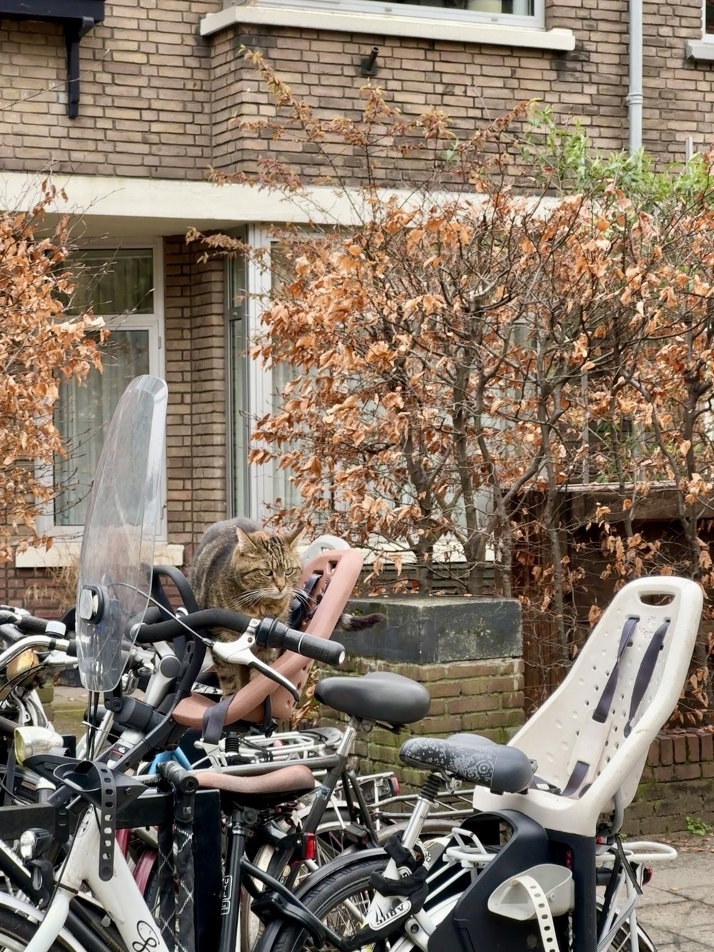 Auto-generated description: A cat is sitting on a bicycle seat in front of a building with bare shrubs and brown brick walls.