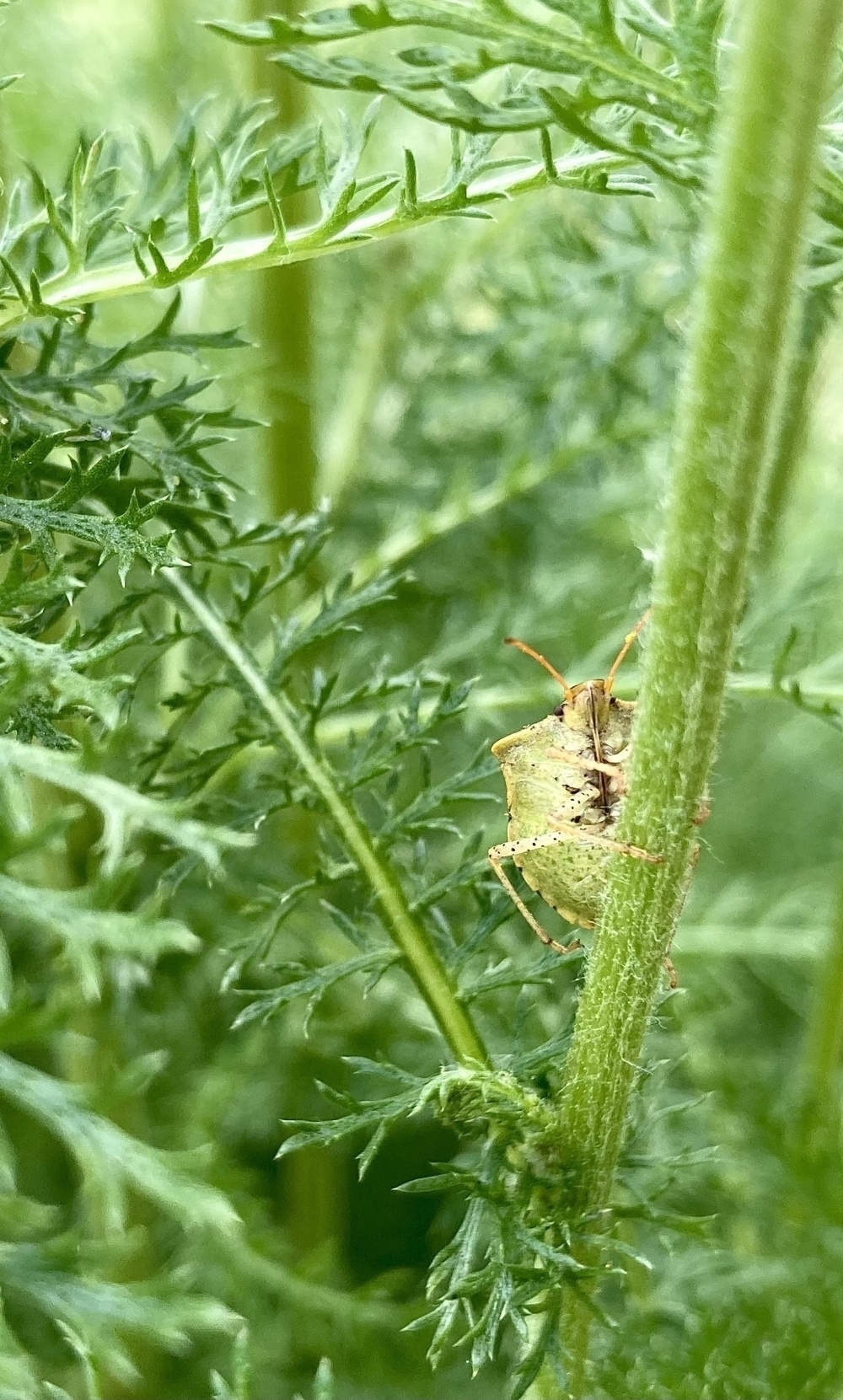 Shield beetle trying not to be seen on a yarrow stem. 