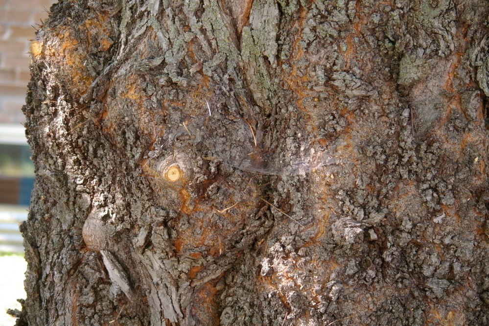 upclose shot of a very knotty tree trunk (spot the spiders web)