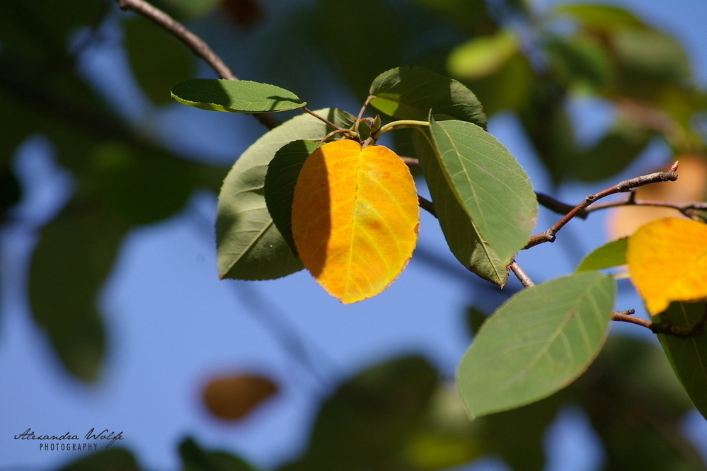 an orange leaf on a tree full of green leaves, with blue sky in the background