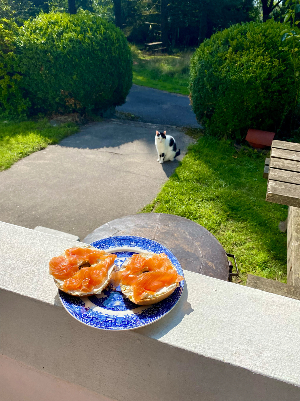 Auto-generated description: A plate with bagels topped with smoked salmon sits on a railing while a black and white cat watches from the path in a garden.