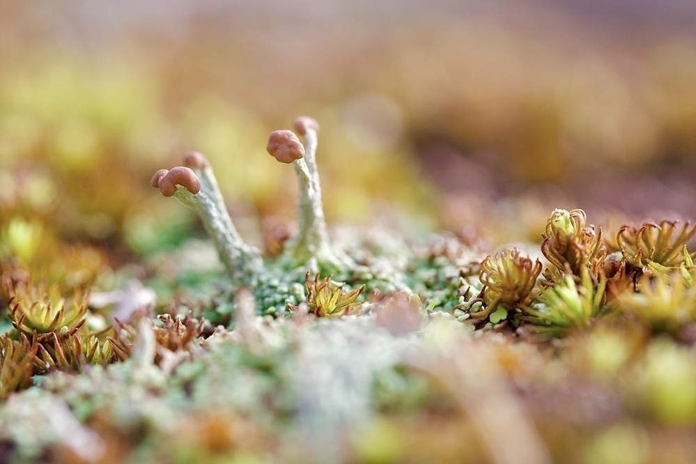 A small lichen plant with pale, green, stems and brown ends grows in moss, which is a mix of green and orange brown tips. The background is a pretty Boca blur of green and pink and gold.