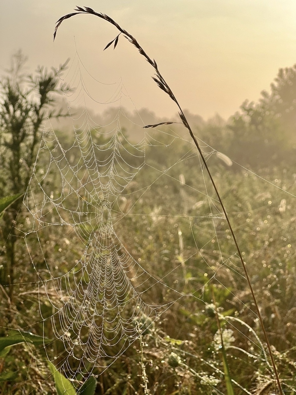 A dew covered spiders web hangs from a tall seed head of grass and drapes downward towards other grasses. The web is lit from behind by golden morning sun which also sets the field behind the web in a soft gold glow