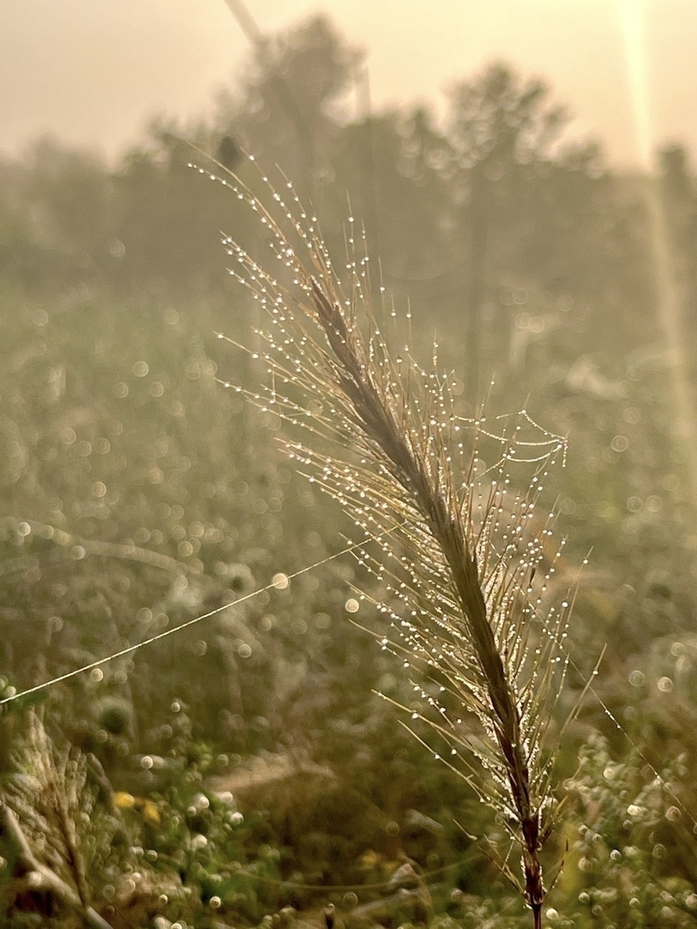 A dew covered seed head in a field of grasses and flowers is lit by golden morning sun