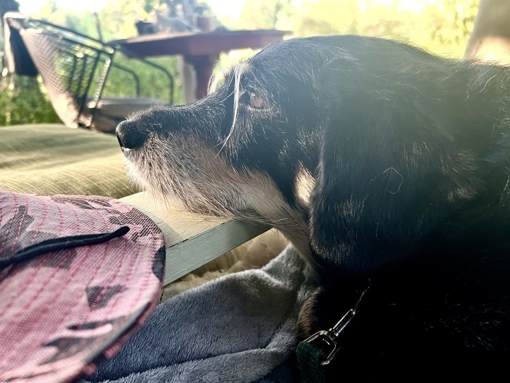 A black dog with impressive eye brows rests his chin on the green arm of a chair and looks wistfully into the distance.