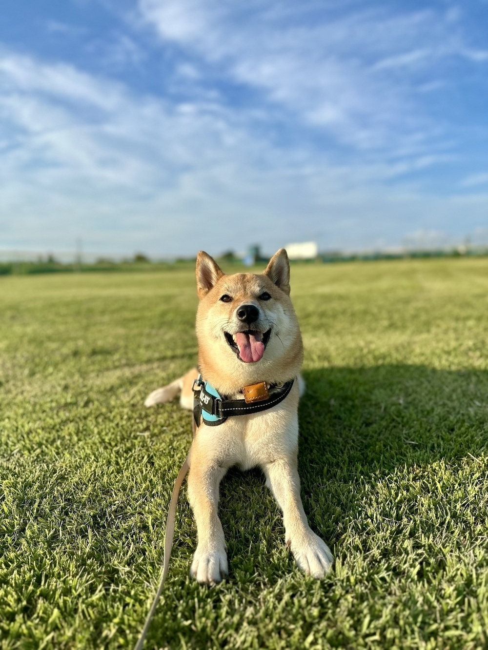 A happy male Shiba dog lies on the grass in a wide open field under a clear blue sky.
