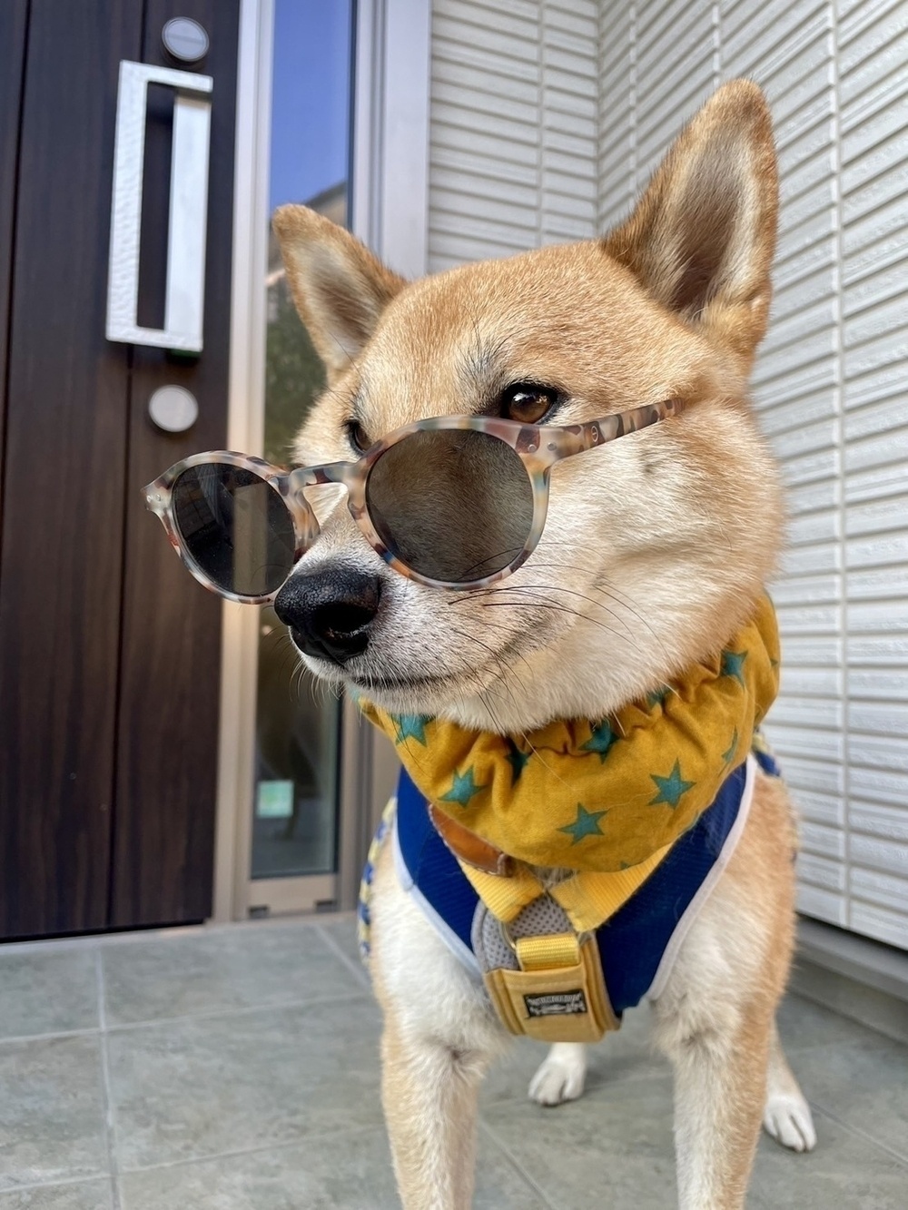 A dog wearing sunglasses and a yellow scarf with green stars stands in front of a door.