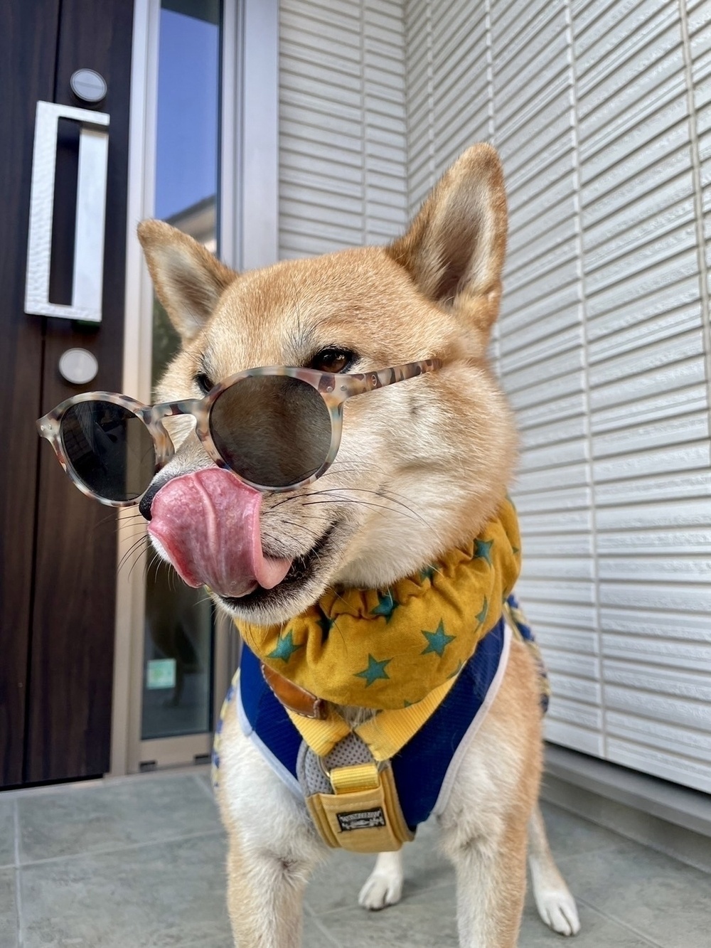 A dog wearing sunglasses and a yellow scarf with stars licks its nose while standing in front of a building entrance.
