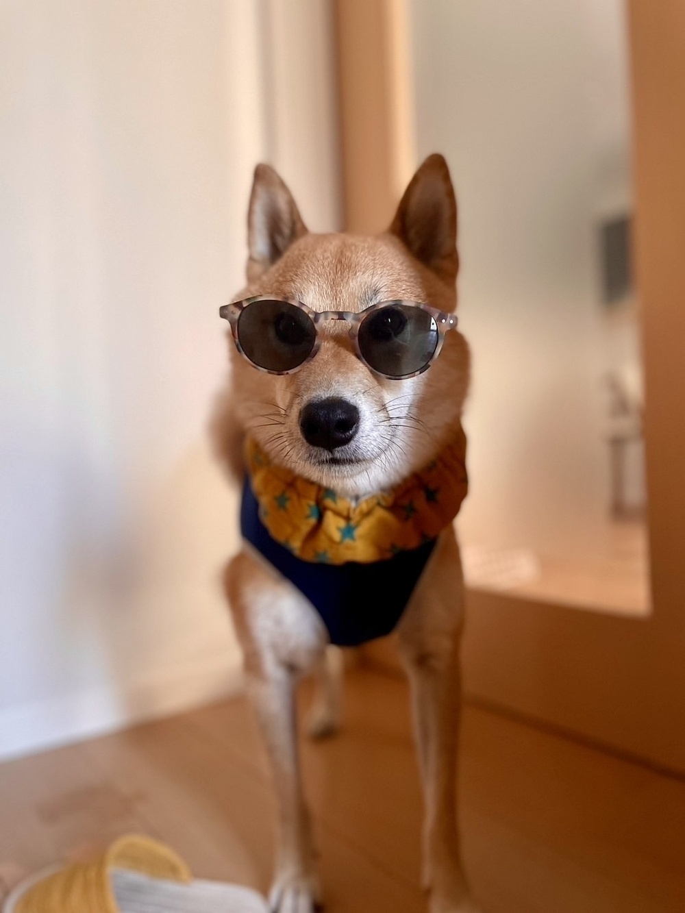 A dog wearing sunglasses and a colorful scarf stands indoors near a door.