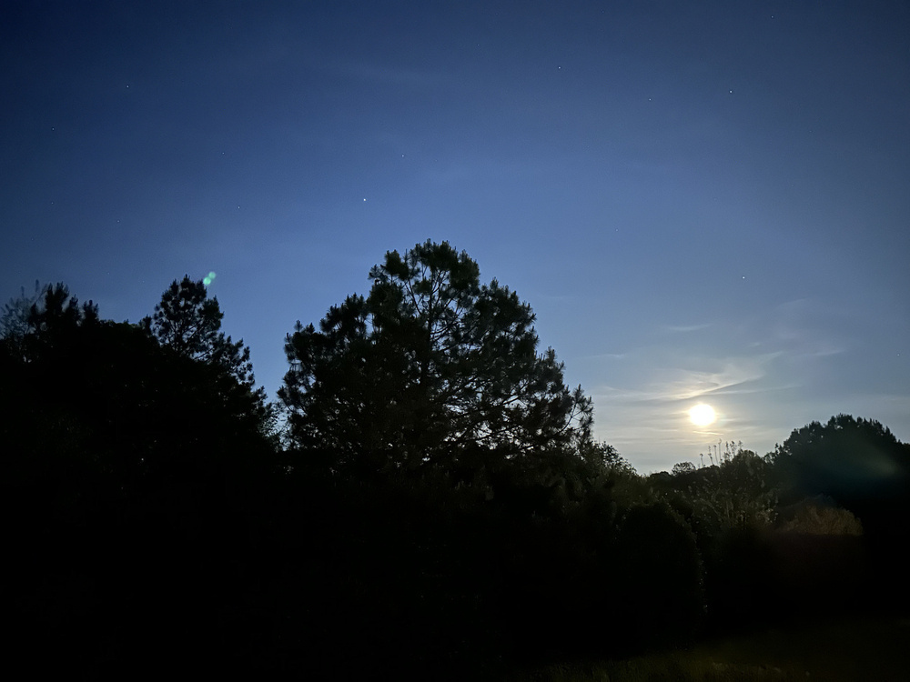 A photo of the moon behind some trees from our back deck. 