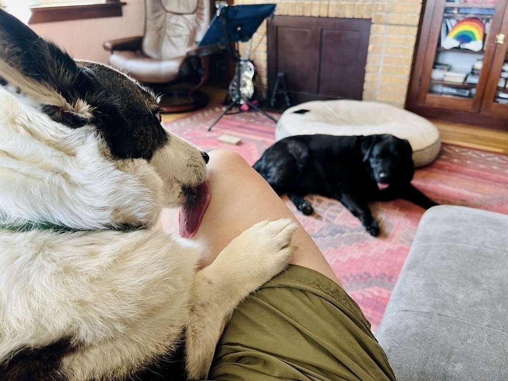 A corgi in a lap, licking a knee (held down with one paw) repeatedly as though dryness offends him. A sweet black Lab is laying on the floor, looking up.