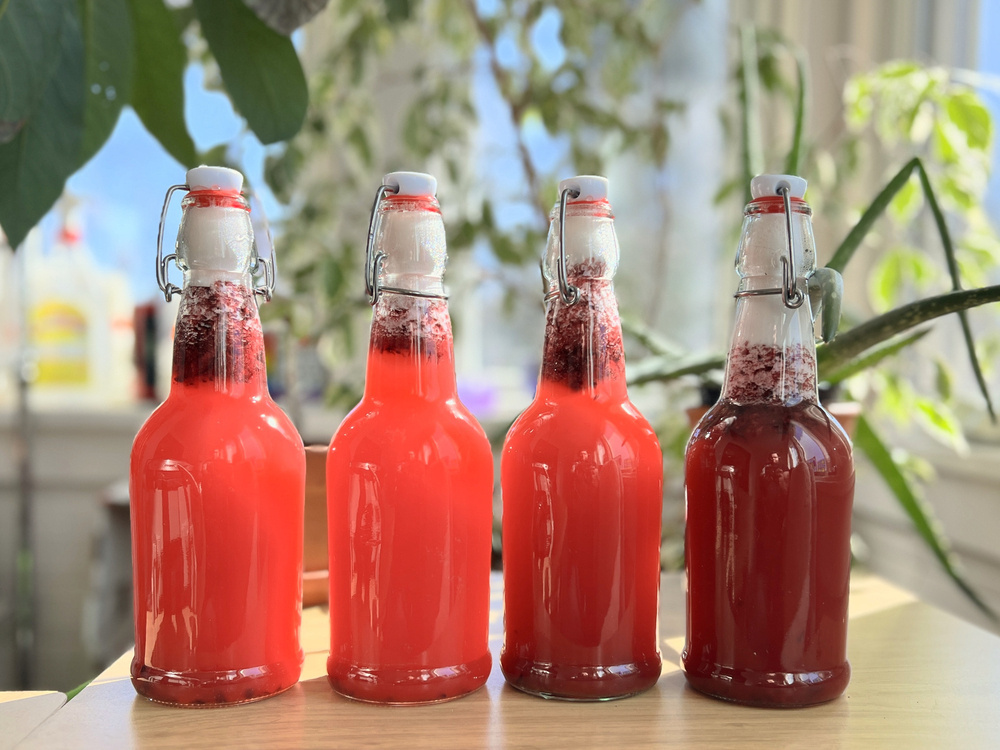 Four bottles of cherry jun kombucha, ranging from bright red to darker red (due to the level of sunlight behind them). 