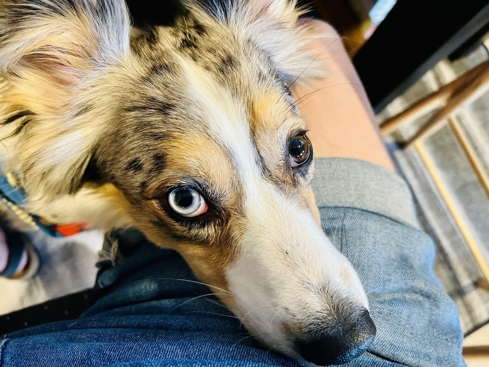 An Australian shepherd has just poked his head out from underneath the table and resting it on my leg, hoping for scritches. His right eye is blue and his left is brown.