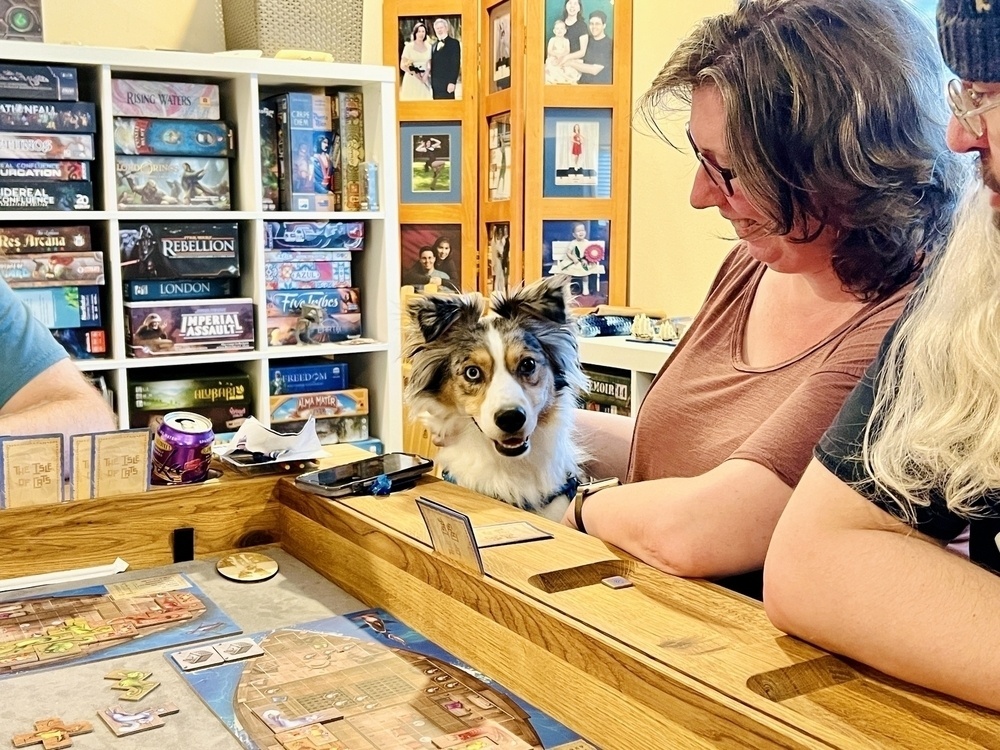 An Australian shepherd has just poked his head out from underneath the table and resting it on my leg, hoping for scritches. His right eye is blue and his left is brown.