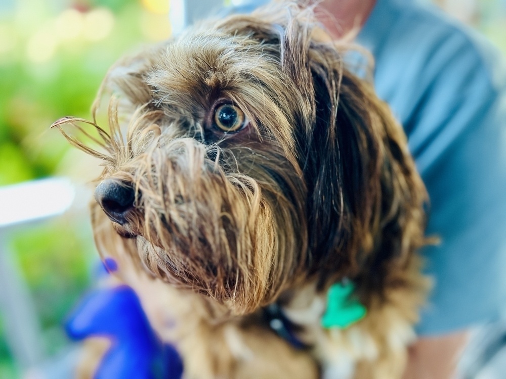 A very small brown dog sitting in her owner's lap, only his blurred body visible. 