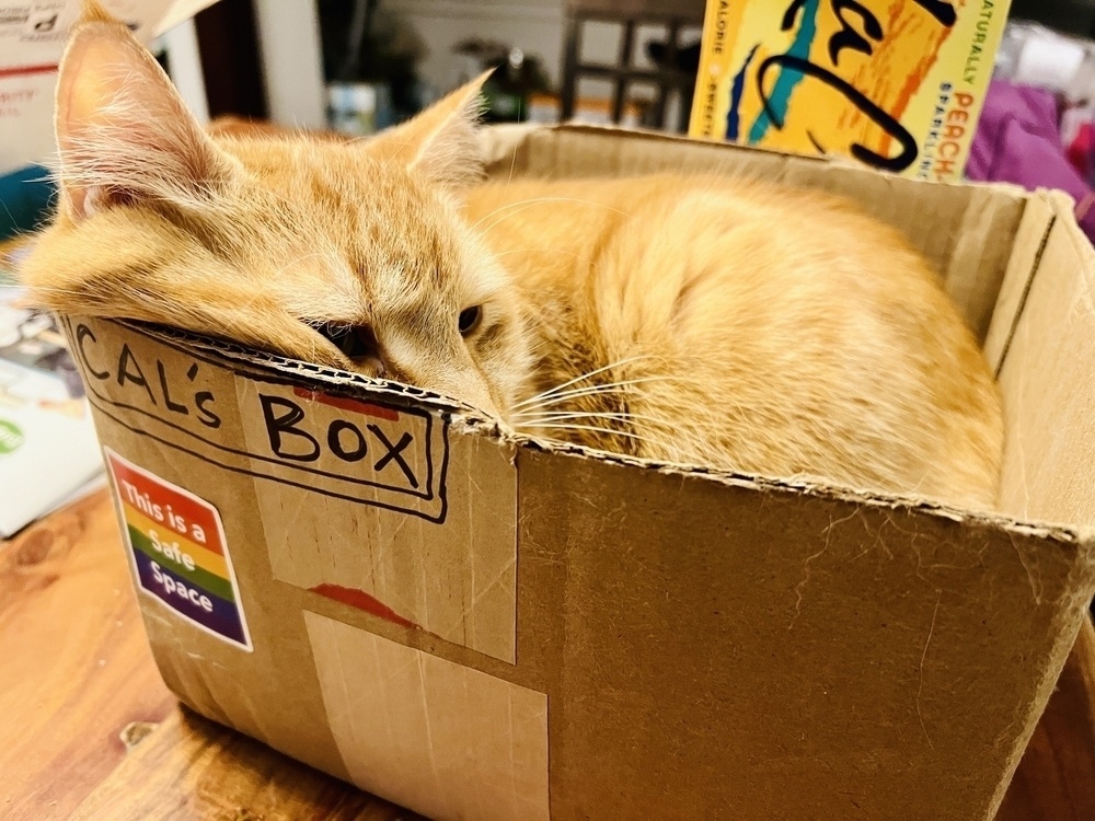 A sleepy orange cat curled up in a cardboard box on a kitchen table. He's awake but not for long. 