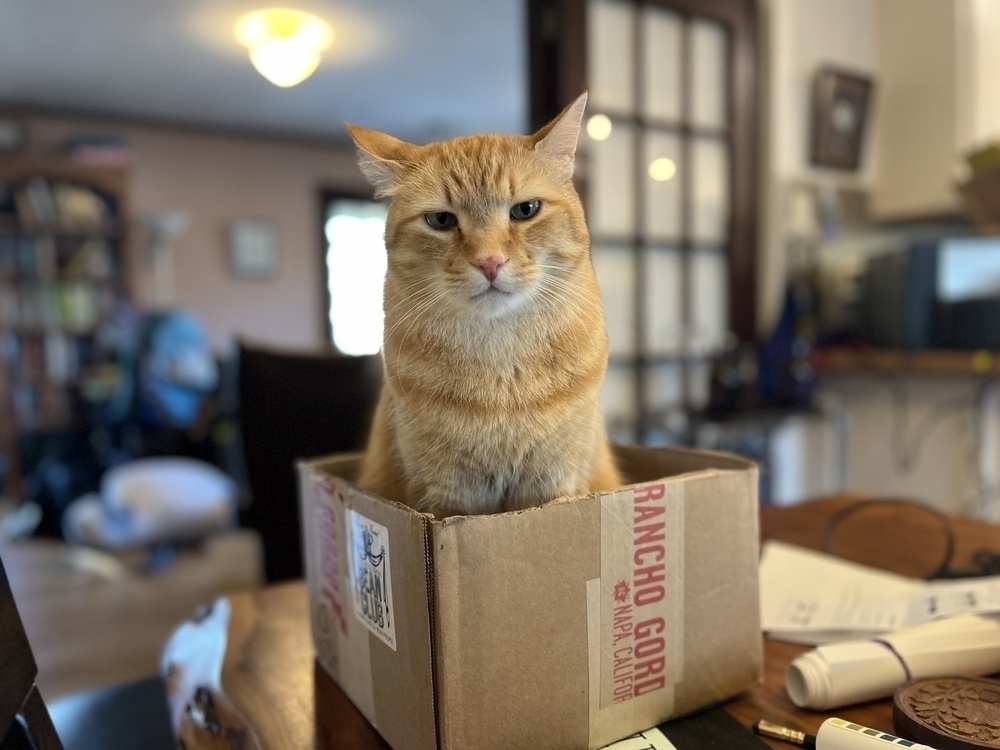 An orange cat sits in a box on a messy dining room table. He's gentle by nature but he just woke up and stood up, and he's looking at the camera with eyes narrowed, annoyed at humans making noise while he was trying to sleep (in humans' defense, DINING ROOM TABLES ARE FOR DINING).