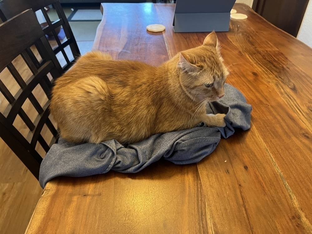An orange cat laying on a blue button-up shirt on a kitchen table. 