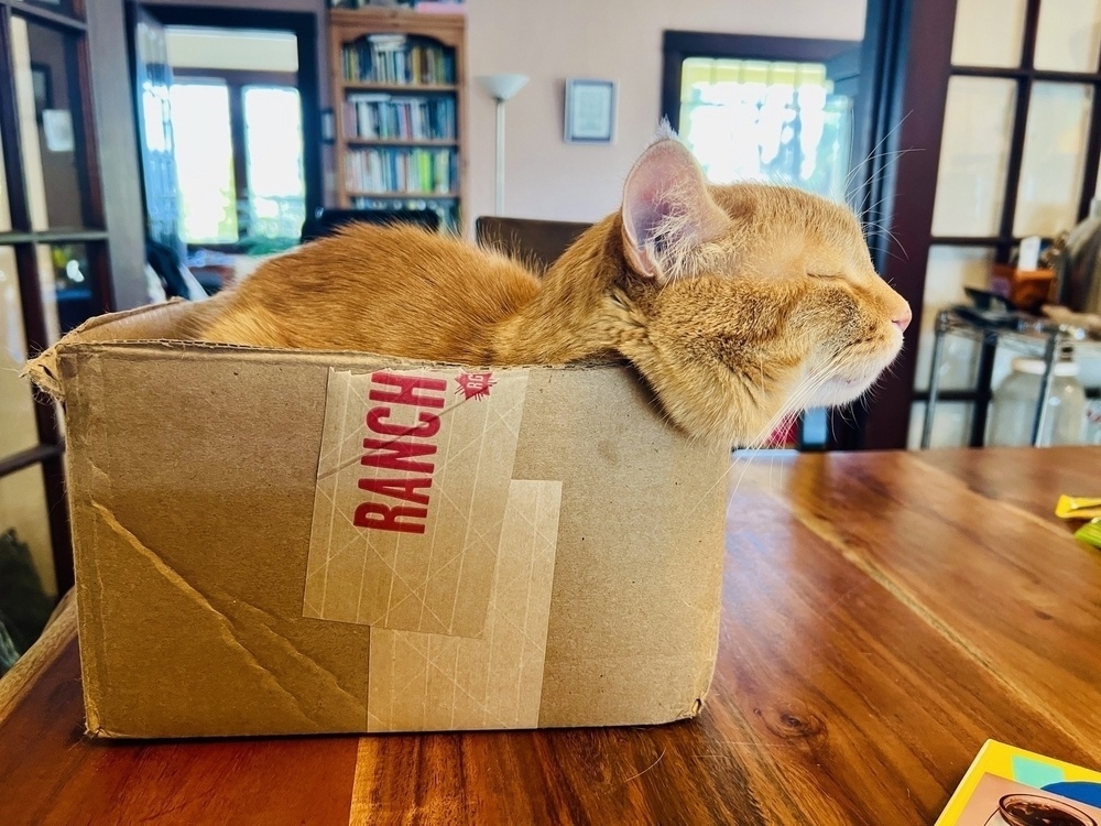 Orange cat in a cardboard box on a kitchen table. He's sunk down, his head resting on the edge, his eyes closed. 