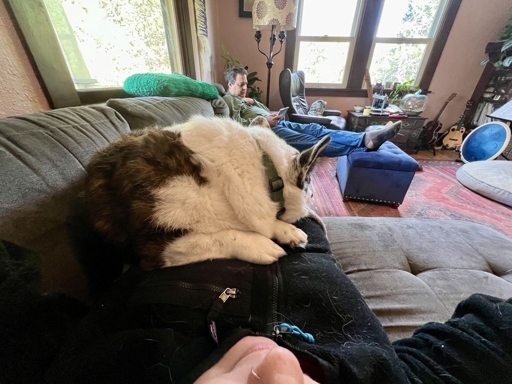 A corgi has just climbed on top of his human's chest and is deciding how to get most comfortable. A wild Greg is visible at the end of the couch, reading. 