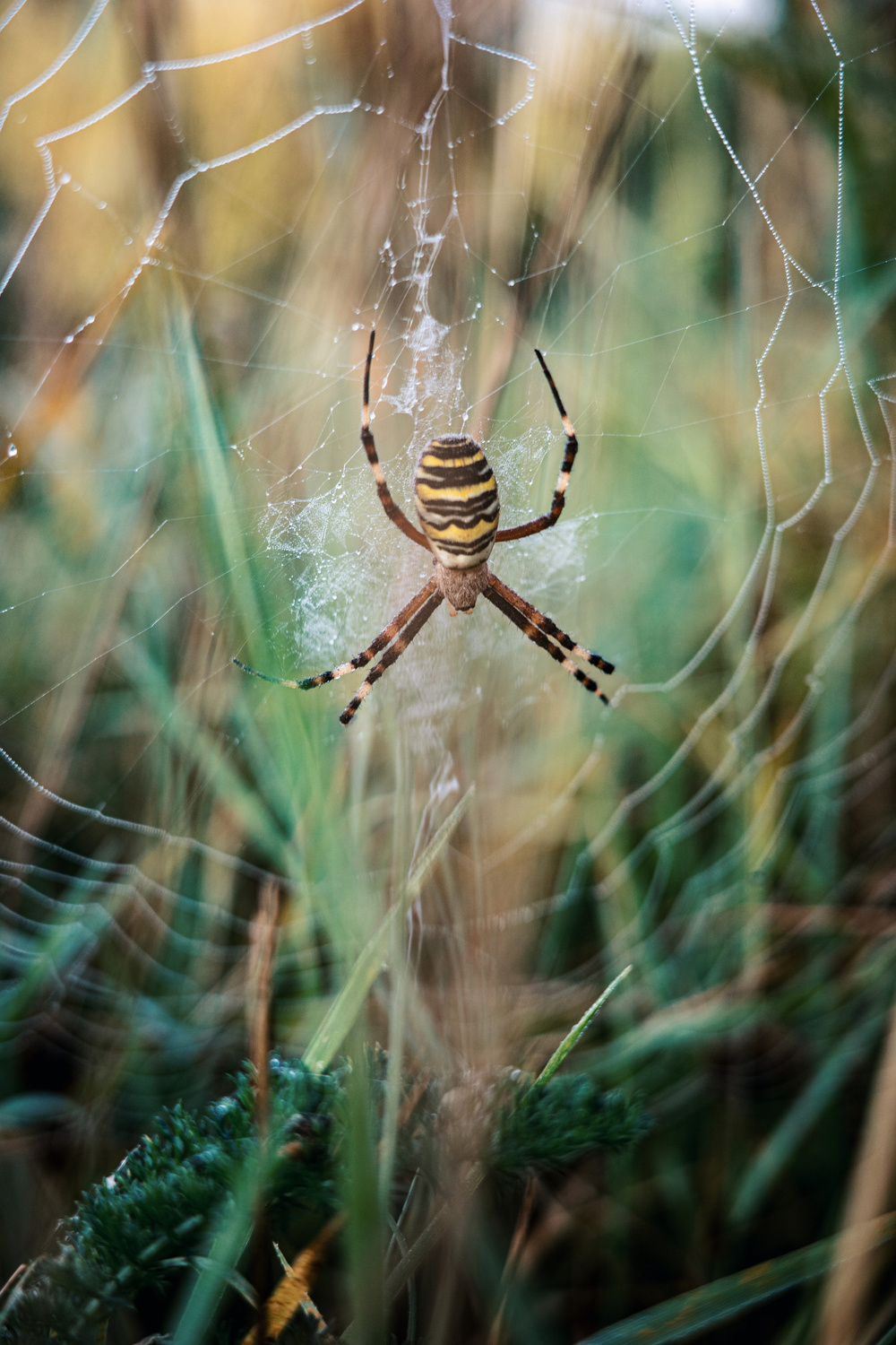 Ein Nahaufnahmebild einer gelb-schwarz gestreiften Spinne in der Mitte eines Netzes, umgeben von verschwommenem grünem Gras und natürlichem Laub.