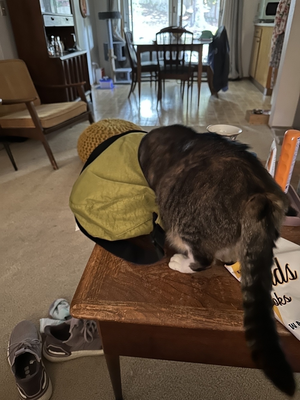 A cat stands on a table with her head inside a bag