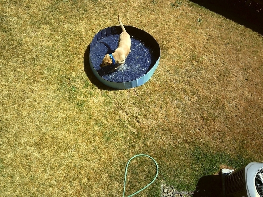 a yellow lab runs around in a backyard pool