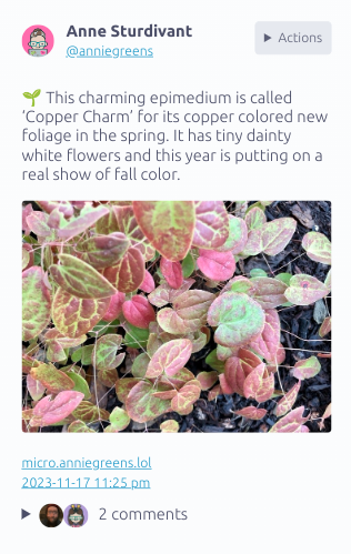 screenshot of Lillihub UI focusing on a post. The post has the user avatar, text and an image of a plant with green and pink leaves.