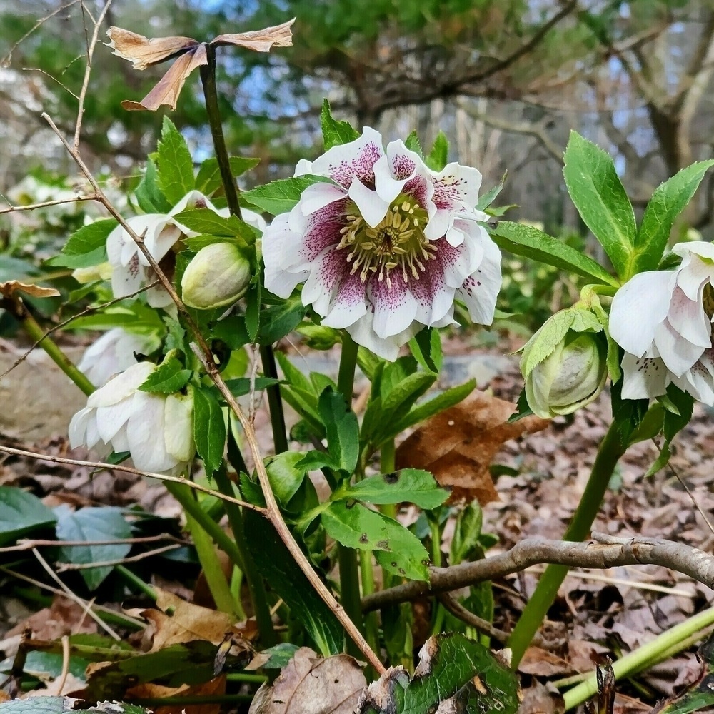 hellebore  blossom