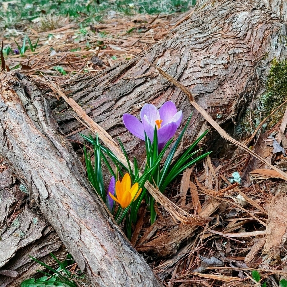 purple and yellow crocus