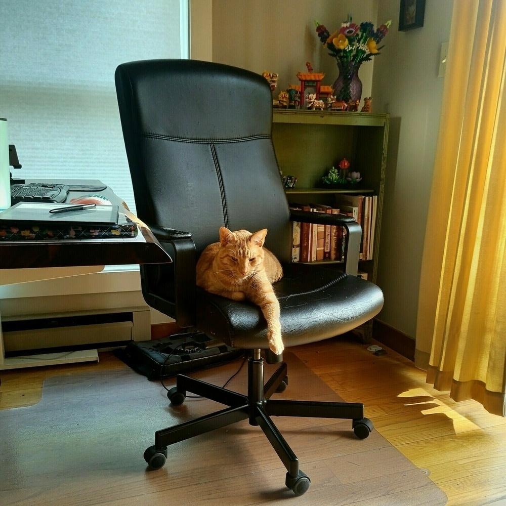 Auto-generated description: An orange cat is lounging on a black office chair in a room with a bookshelf and yellow curtains in the background.