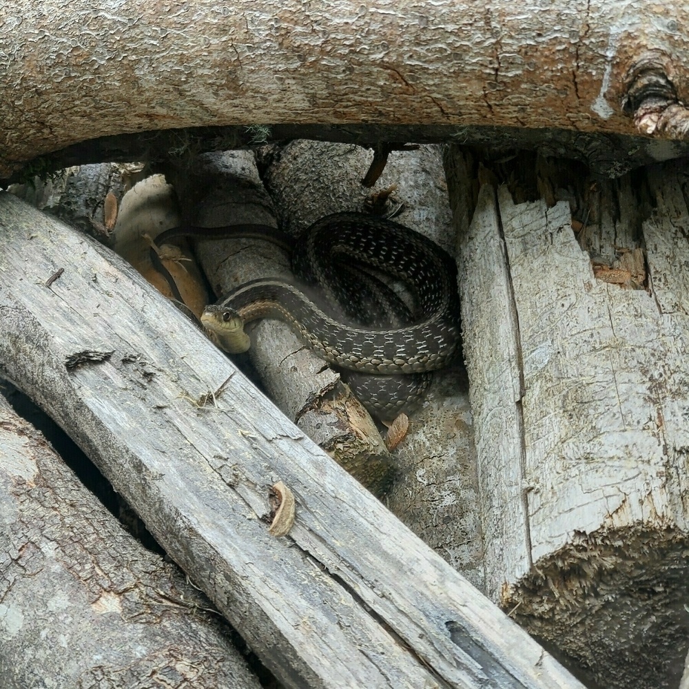 Auto-generated description: A snake is coiled and camouflaged among a pile of cut logs.