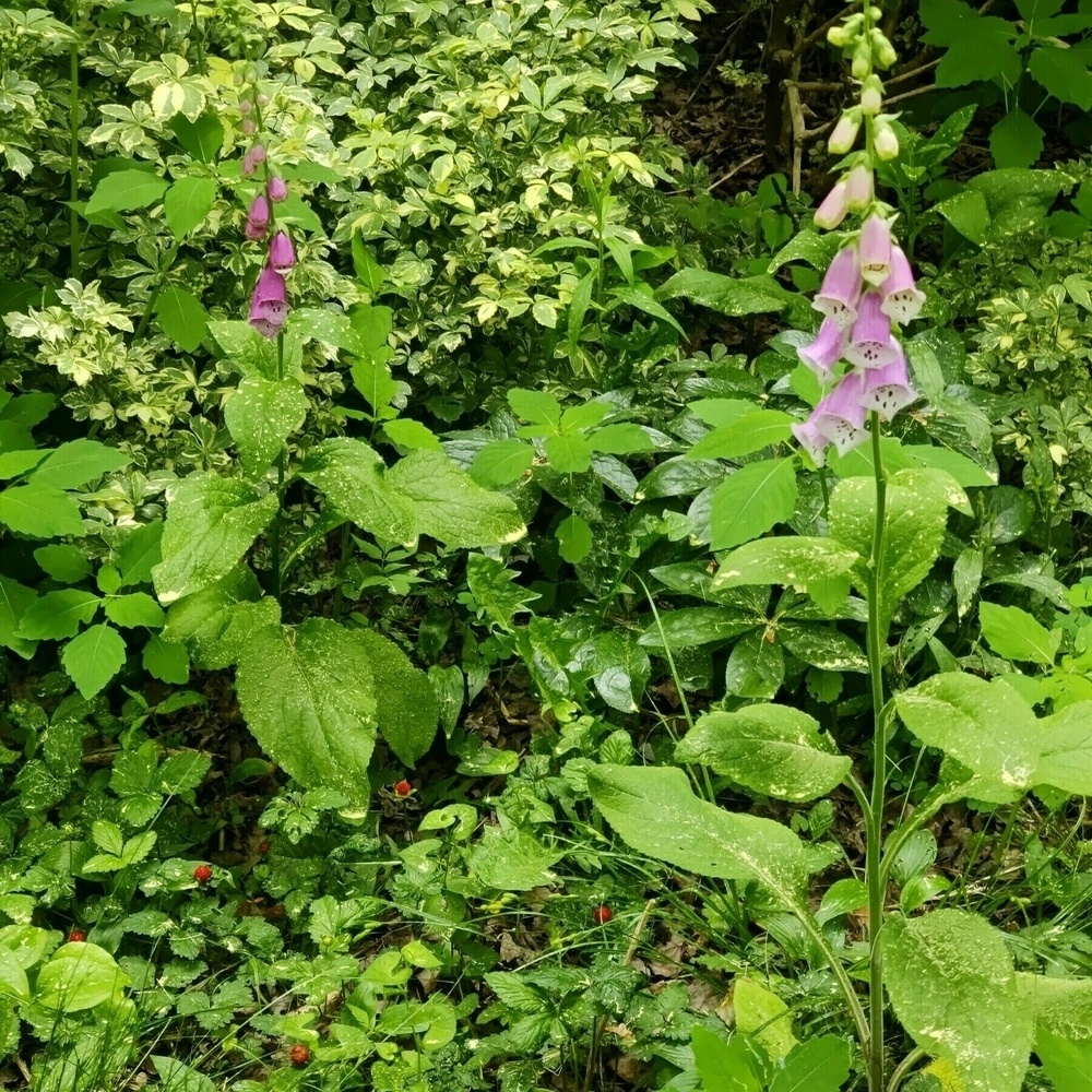 Auto-generated description: A lush, green forest floor with scattered pink foxglove flowers in bloom.