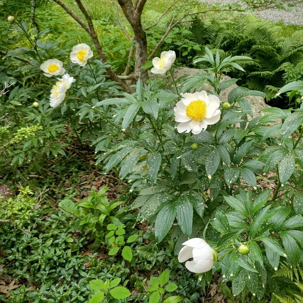 Auto-generated description: White flowers with yellow centers are blooming in a lush, green garden setting.
