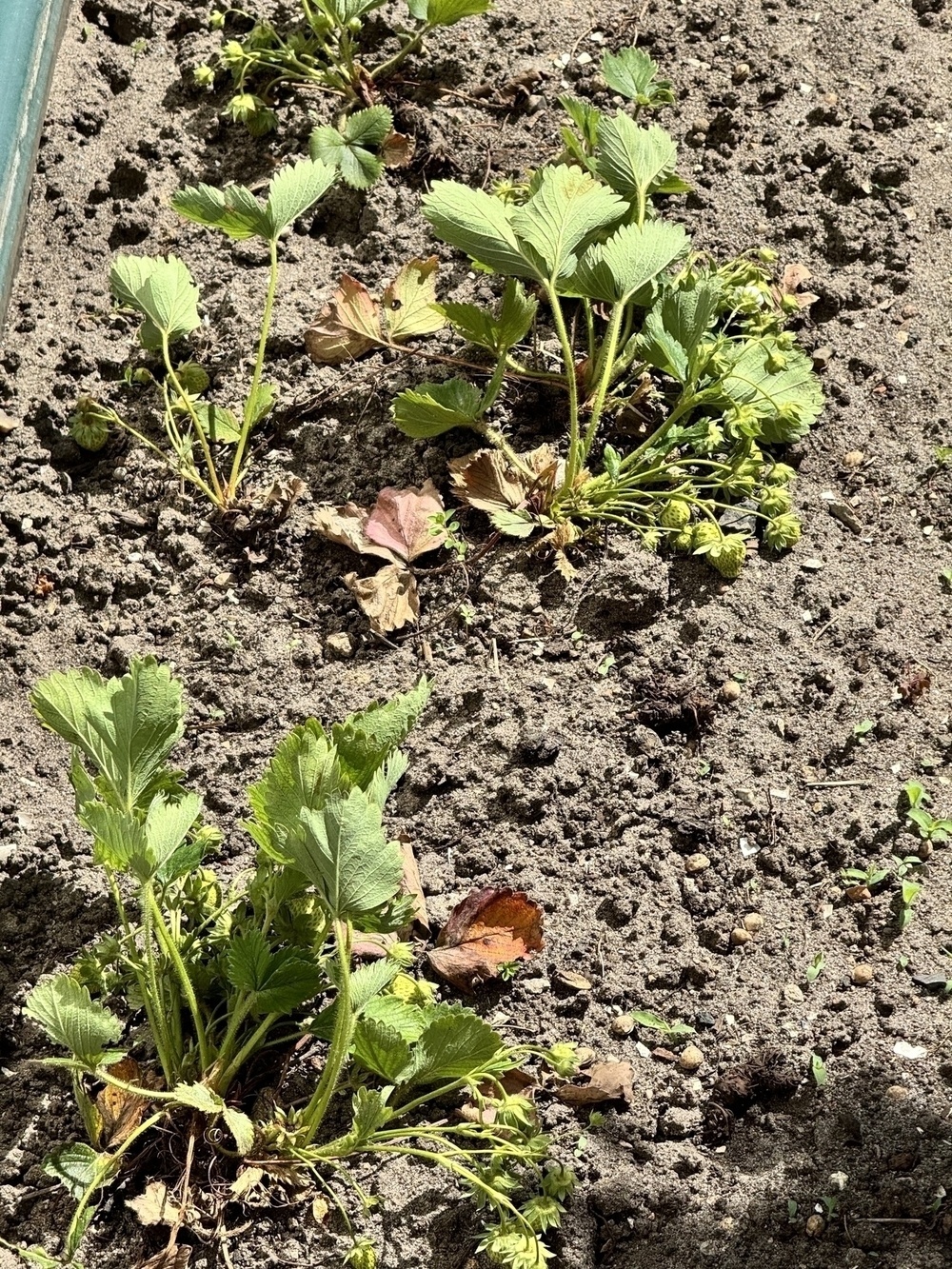 ein Foto von noch grünen, wachsenden Erdbeeren