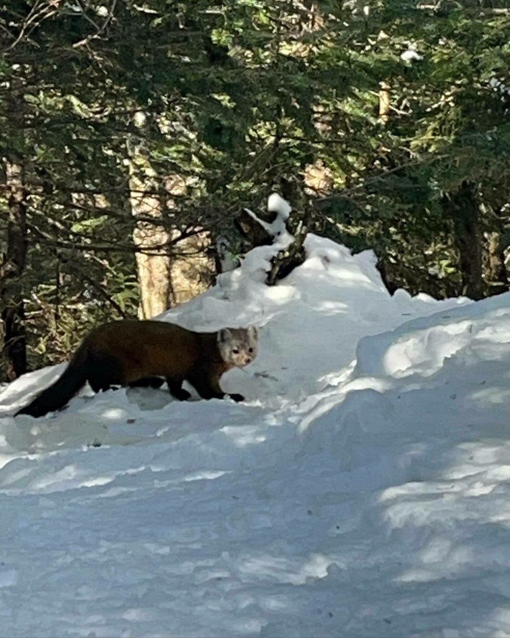 A brown marten stands on snow, looking towards the camera, surrounded by a snowy forest backdrop.