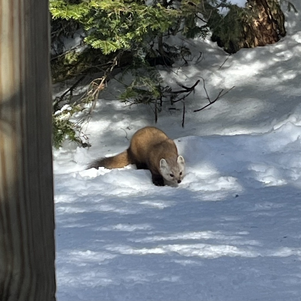 A rust-red and white mustelid prowls through snowy terrain near green conifer branches.