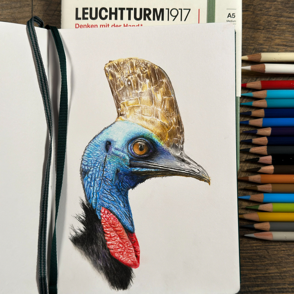 A detailed colored pencil drawing of a Cassowary bird in a Leuchtturm notebook. The bird features a striking blue head, a brown casque, and vivid red wattles, with two colored pencils beside the drawing.