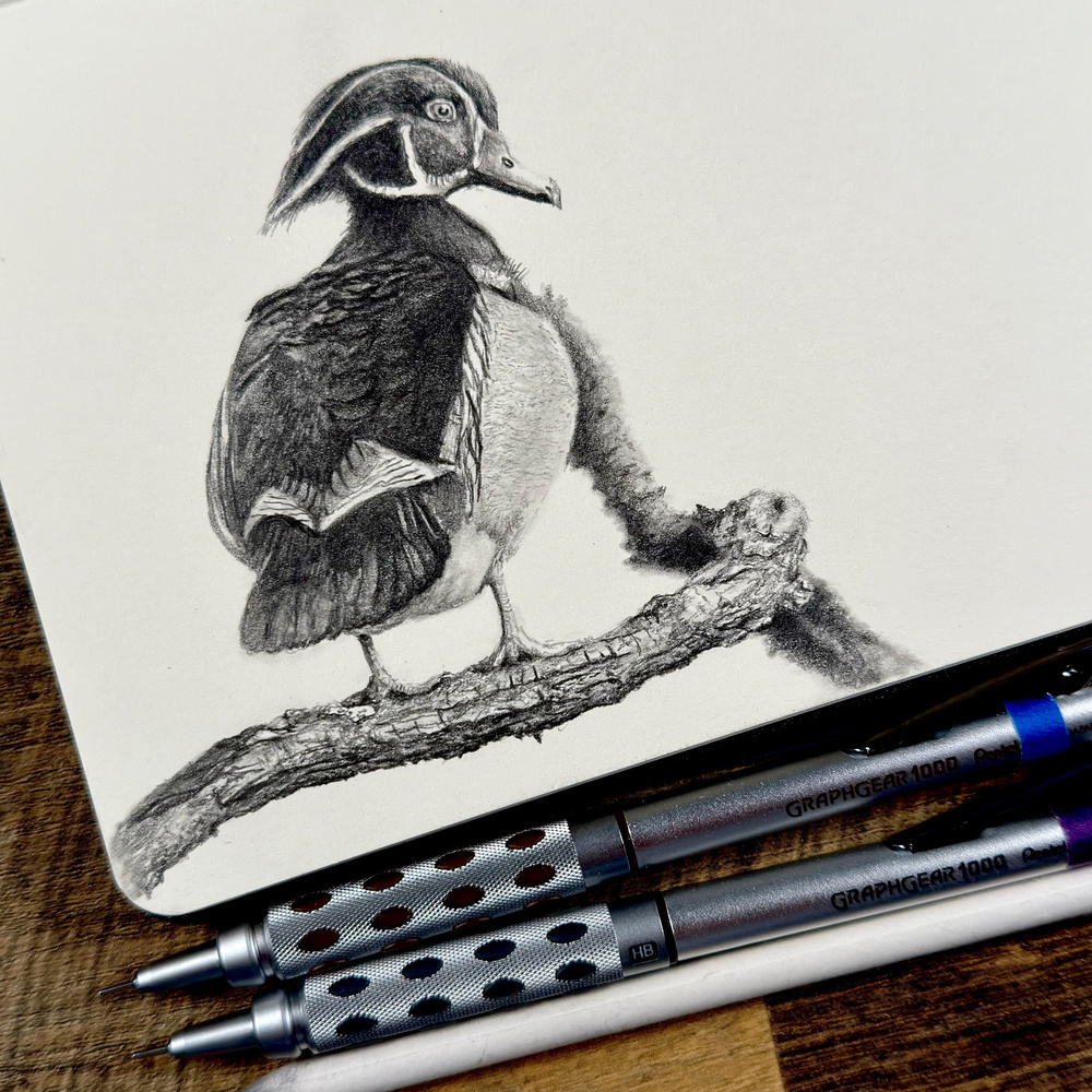 Graphite sketch of a wood duck on an open sketchbook, surrounded by drawing pencils, an eraser, and mechanical pencils, placed on a wooden table.
