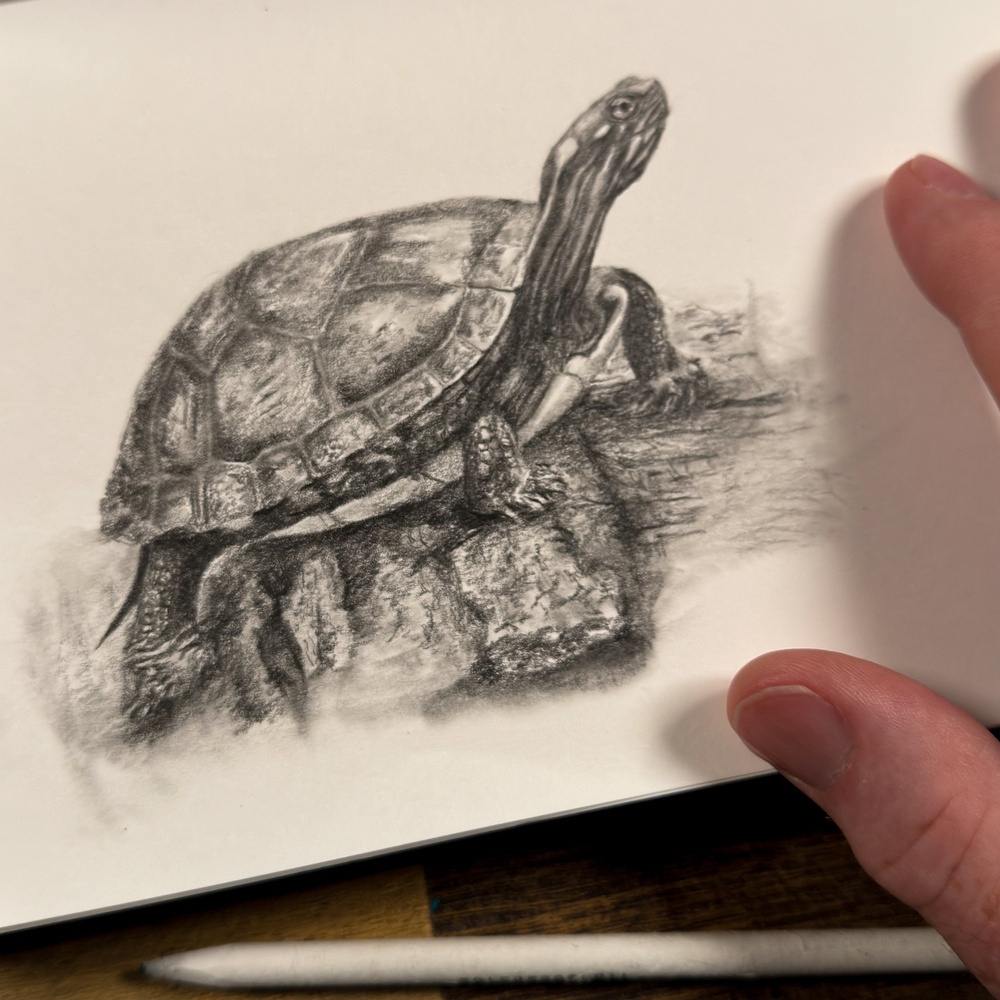 A detailed pencil drawing of a painted turtle perched on a rock. The artist’s hand is visible on the right, and a blending stump lies nearby.