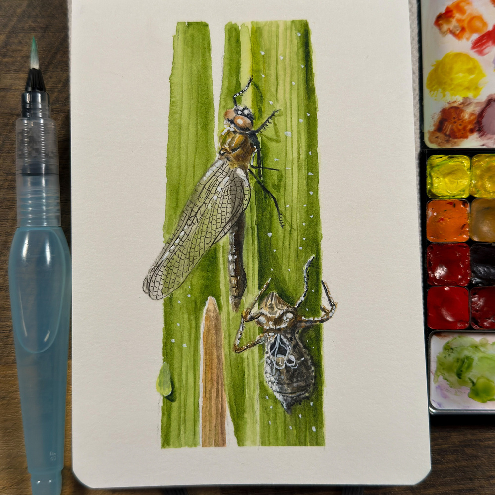 Watercolor painting of a dragonfly on a green stalk beside its shed exoskeleton, displayed on a sketchbook page with a watercolor palette and a brush pen. The artwork features detailed wings and natural tones, with white paint splatters suggesting water droplets.