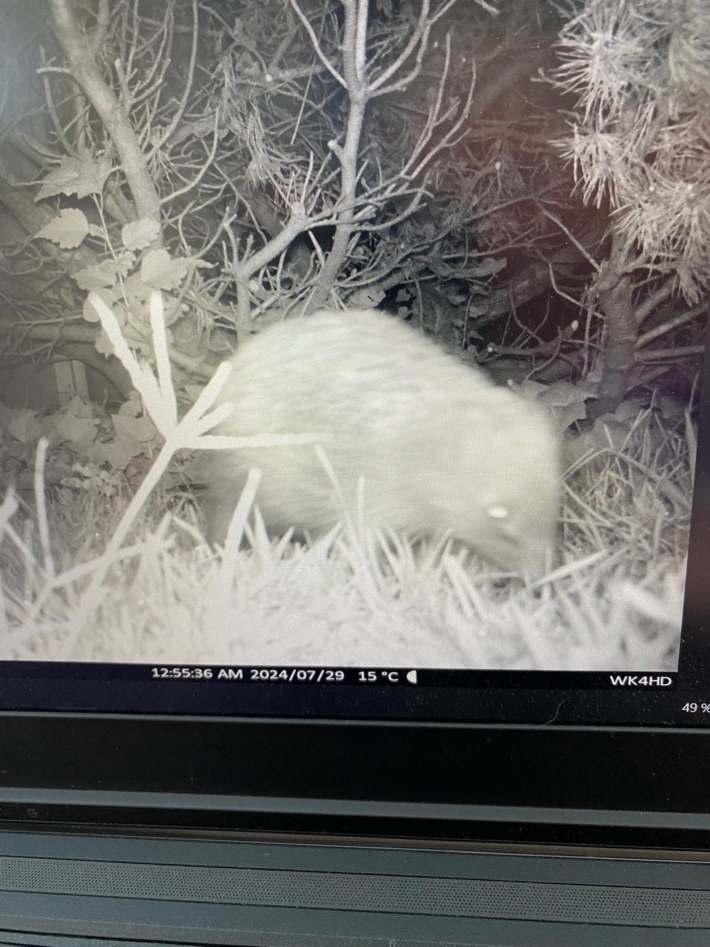 a night vision picture of a hedgehog