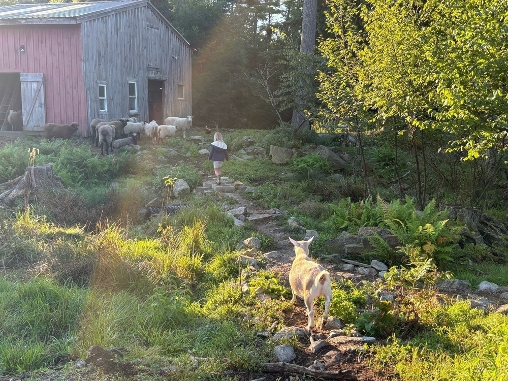 A child walks away from the camera towards a flock of sheep. In front of here is the butt of a goat, who's staring at the kid.  In the left background is a red-and grey wooden barn. The ground is mostly green with different plants, and the camera is pointed towards the sun, so there's a rainbow effect 