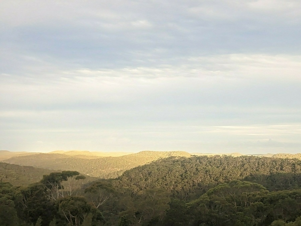 A view over the forest-covered ridges of Ku-ring-gai Chase National Park, North of Sydney. The evening light makes the distance look golden.