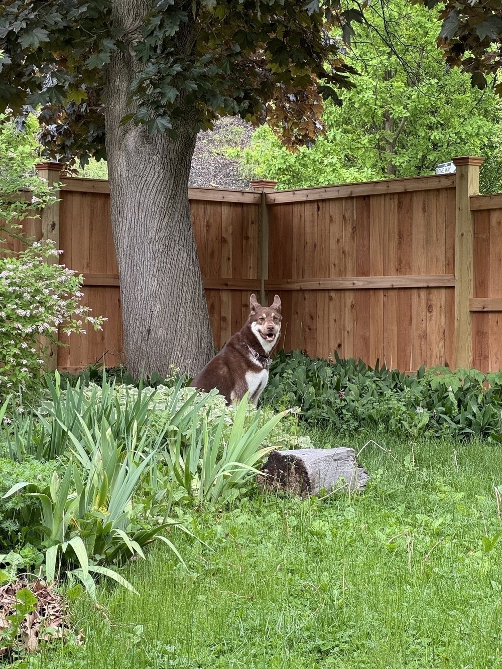 A brown dog in front of a maple tree and a wooden fence.