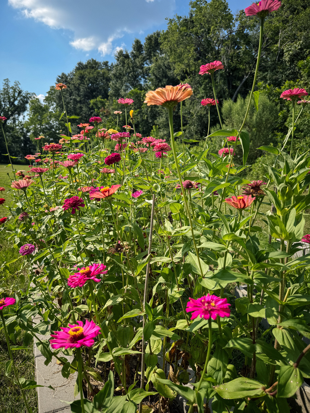 A garden bed full of zinnias