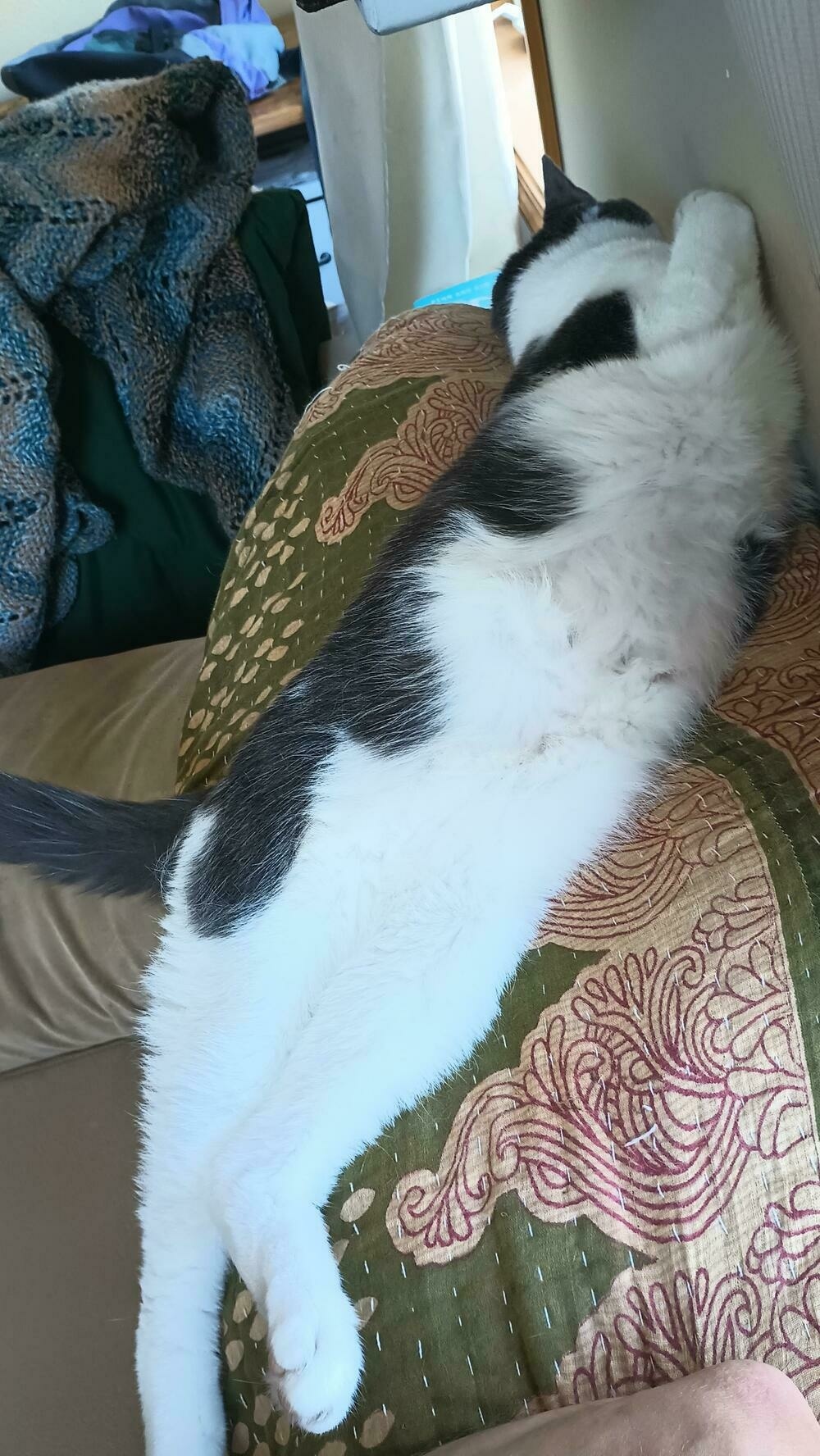 The long white tummy of a cat is turned towards us as he stretches out on the back of the couch, face to the wall.